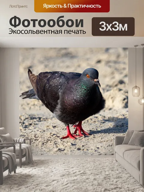 Фотообои Голубь