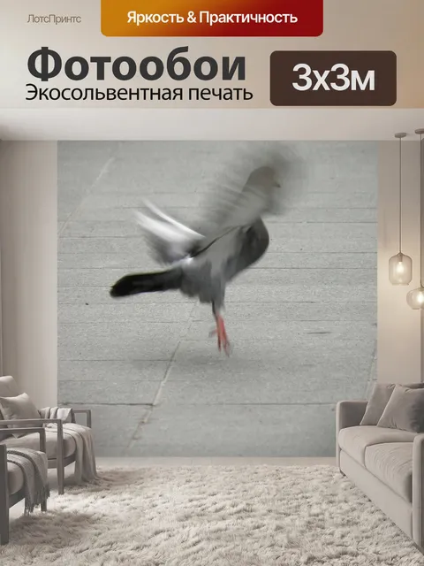Фотообои Голубь