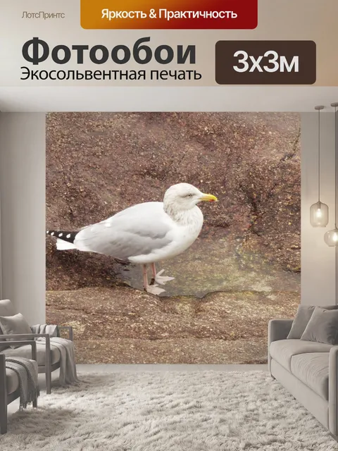 Фотообои Чайка в луже