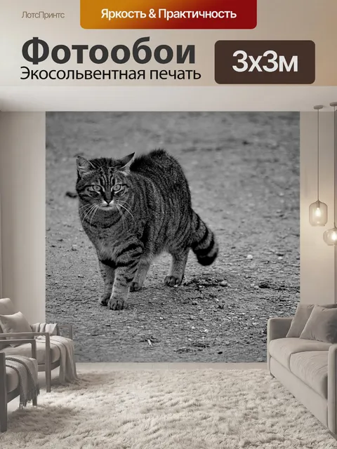 Фотообои Кот