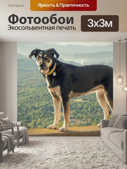 Фотообои Собака