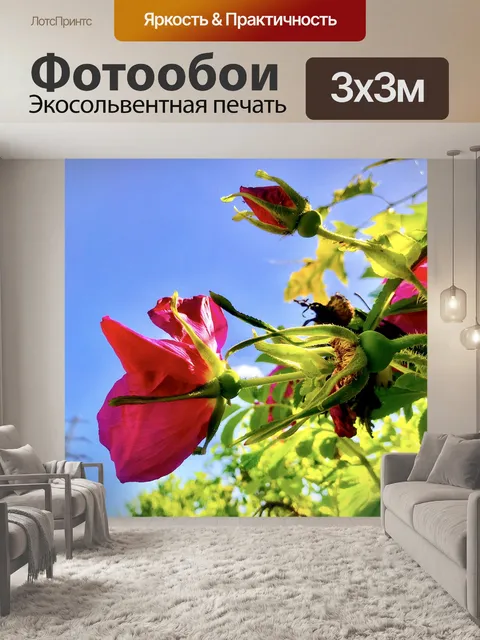 Фотообои Картофельная роза