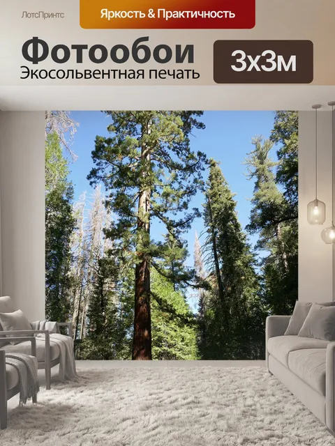 Фотообои Секвойя