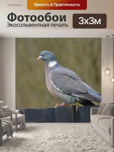 Фотообои Голубь