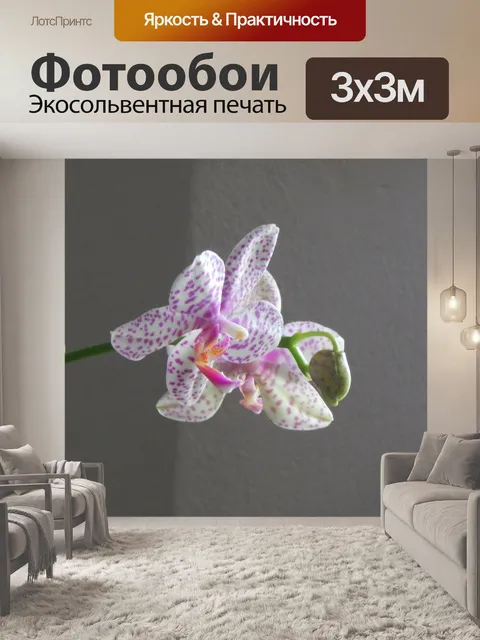 Фотообои Орхидея