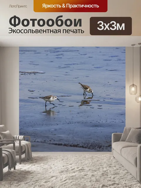 Фотообои Сандерлингс