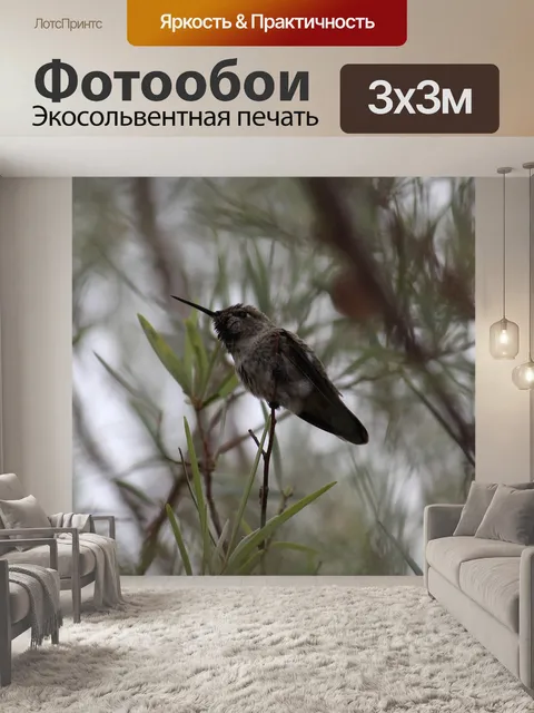 Фотообои Колибри