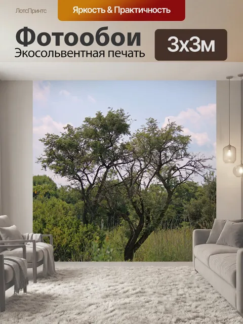 Фотообои пейзаж с высокими деревьями