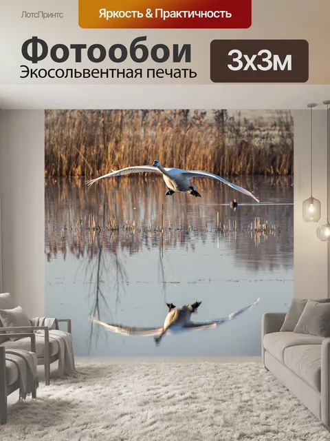 Фотообои Лебедь
