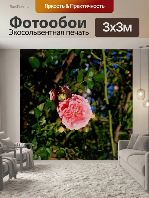 Фотообои розовый бессвязных роза