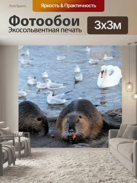 Фотообои Нутрия