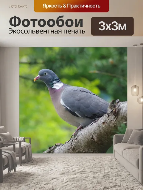Фотообои Голубь