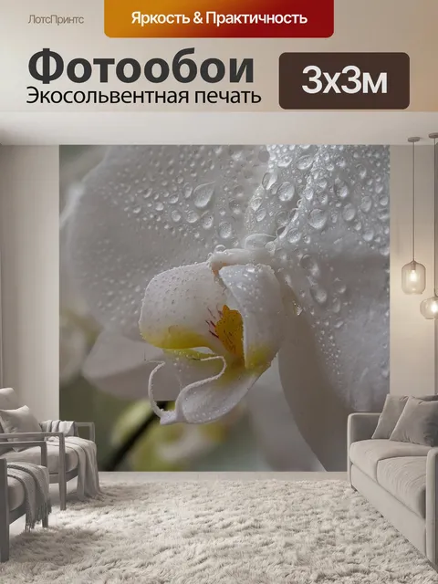 Фотообои Орхидея
