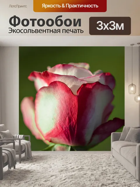 Фотообои Розовый цветок крупным планом