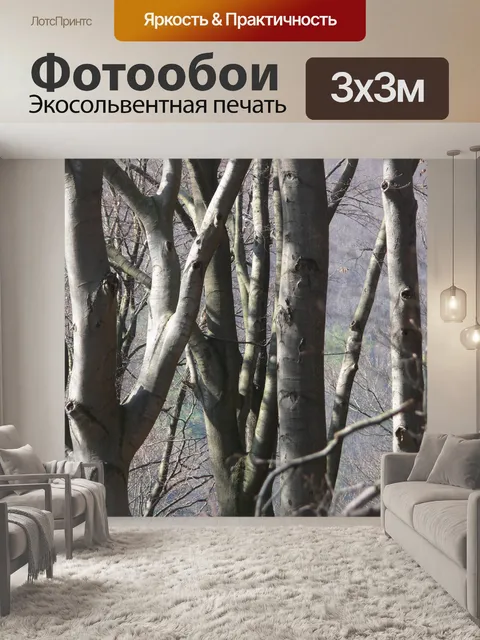 Фотообои Бук