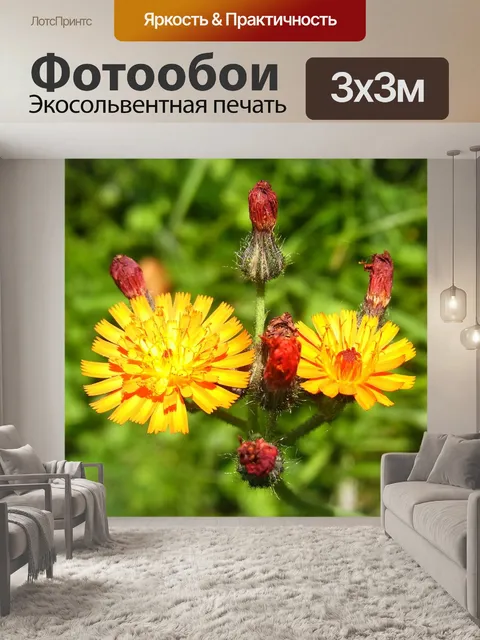 Фотообои Расцветает