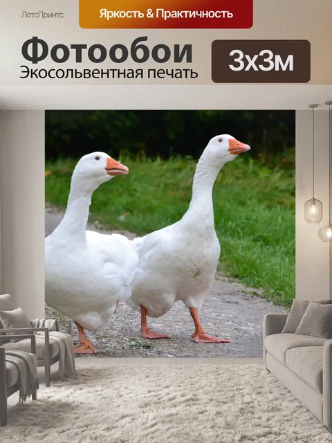 Фотообои Гуси