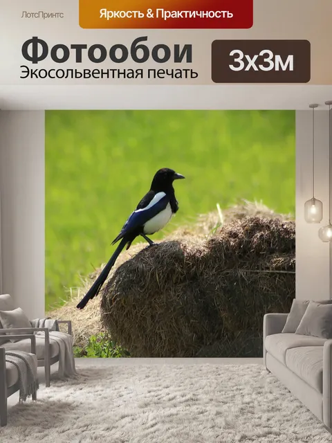 Фотообои Сорока