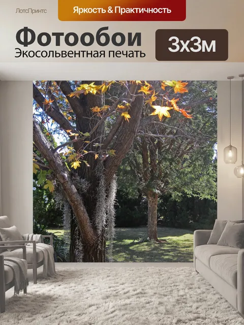 Фотообои Испанский мох на дереве осенью