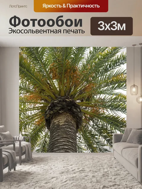 Фотообои Пальма