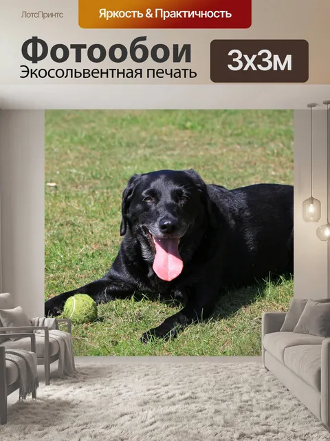 Фотообои Лабрадор собака