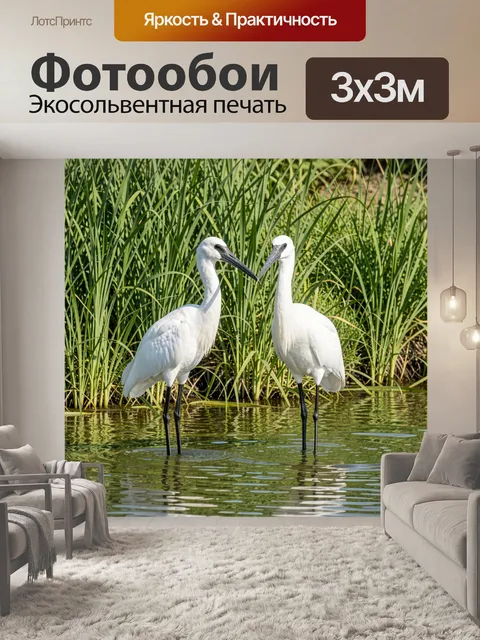 Фотообои Две белые цапли с длинными черными ногами и острыми клювами стоят в мелкой воде на фоне густой зеленой травы…