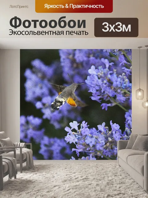Фотообои Колибри
