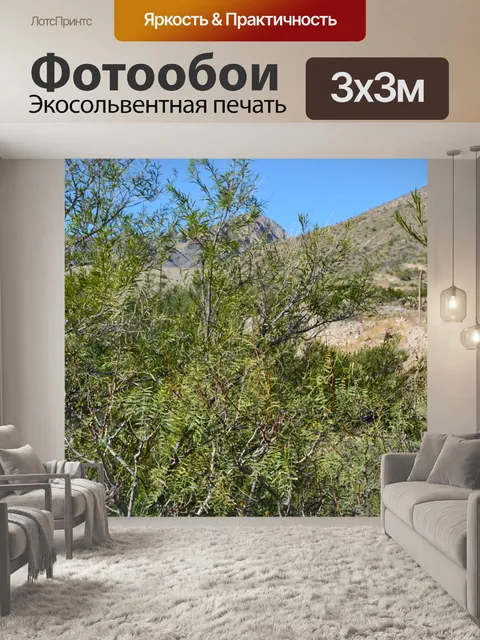 Фотообои At The Top Деревья горной тропе