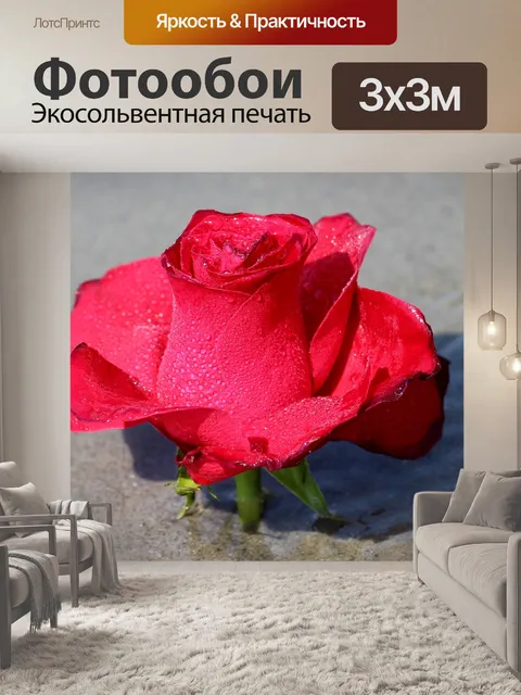 Фотообои Роза