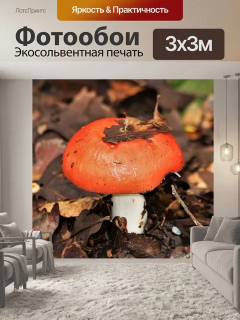 Фотообои Руссула гриб крупным планом
