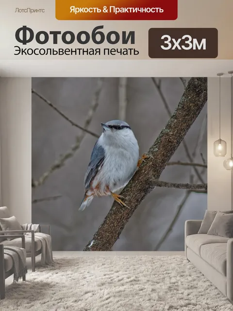 Фотообои Птица