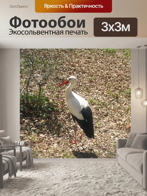 Фотообои Аист