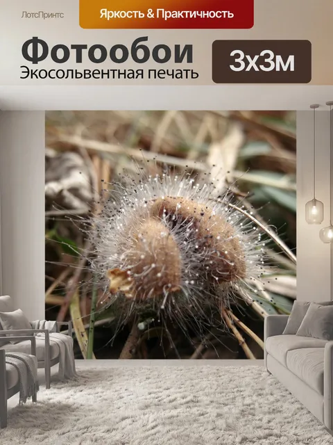 Фотообои Гриб
