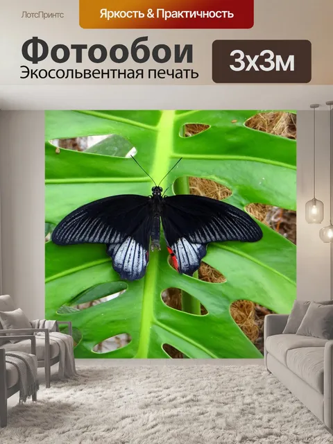 Фотообои Бабочка-парусник