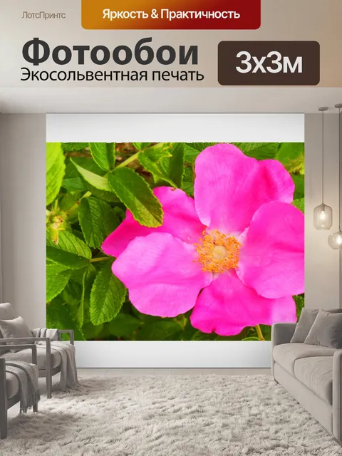 Фотообои Дикая роза