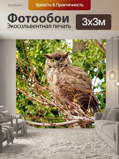 Фотообои Сова