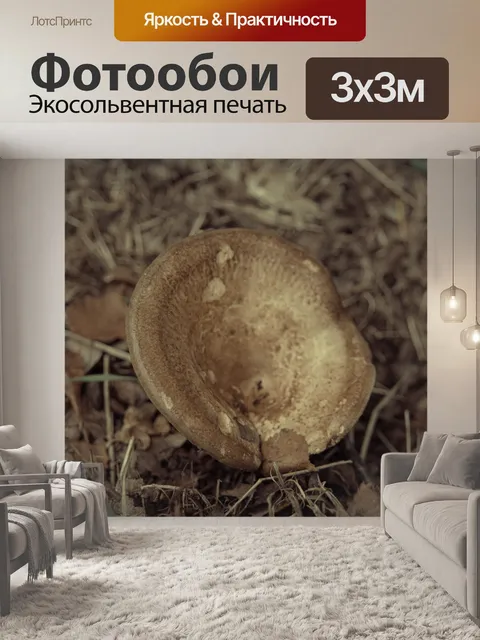 Фотообои Грибовидная гирола