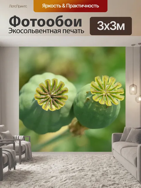 Фотообои Маки