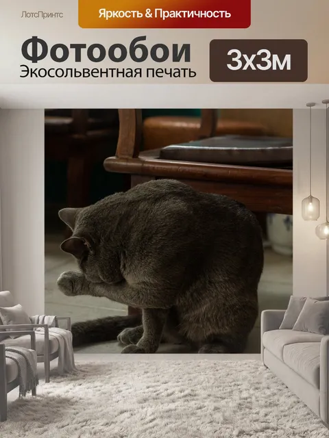 Фотообои Кошка