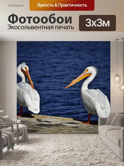Фотообои Два белых пеликанов