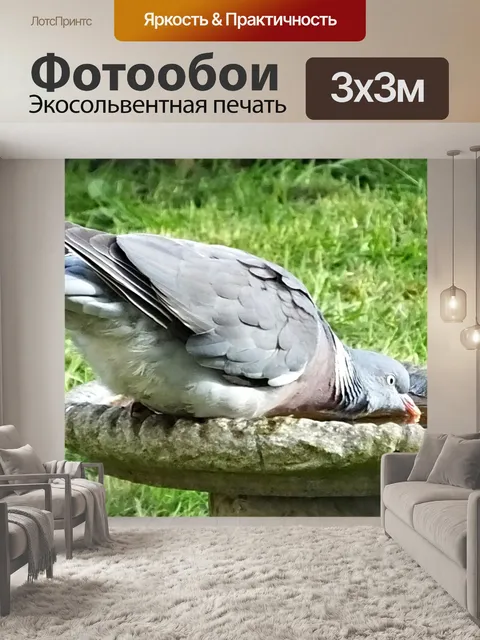 Фотообои Питьевой голубь