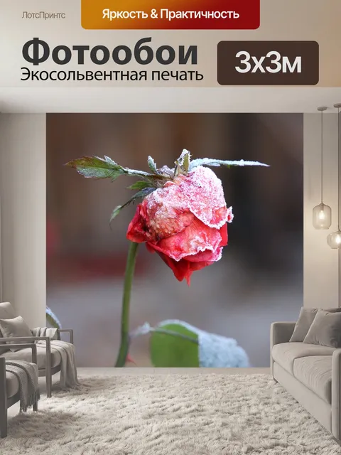 Фотообои Роза