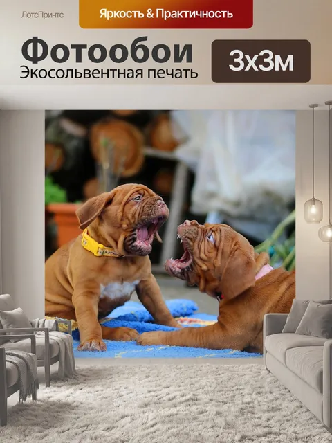 Фотообои Собака