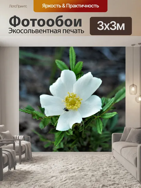 Фотообои Белый Прейри Роуз Уайлдфлауэр