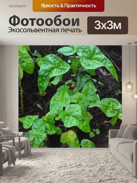Фотообои Тропический