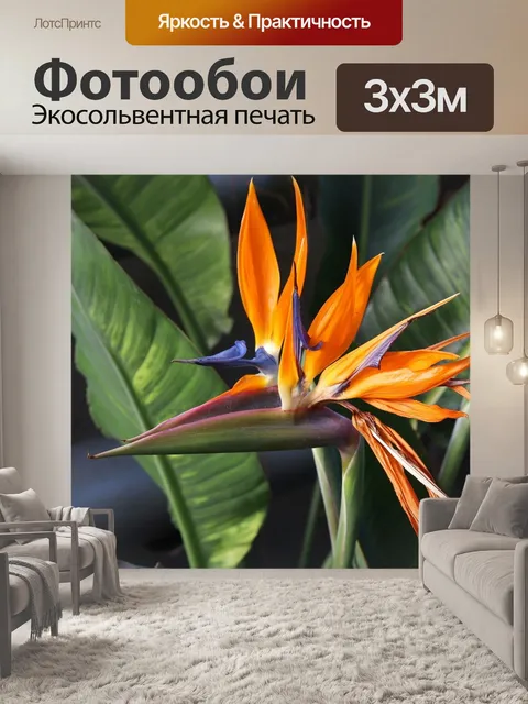 Фотообои Стрелиция