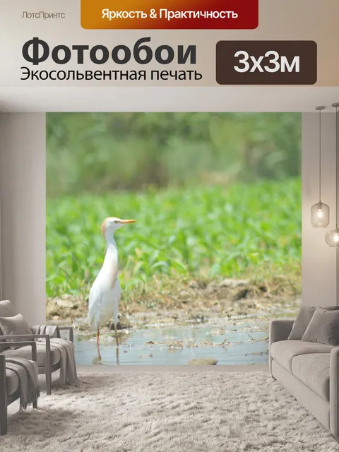 Фотообои Птица