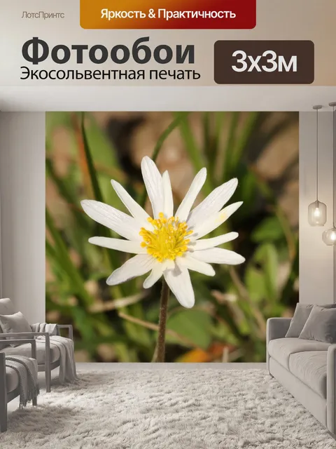 Фотообои Уайт Каролина Анемон Уайлдфлауэр