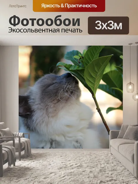 Фотообои Кошка
