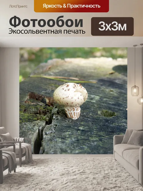 Фотообои Гриб